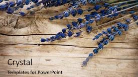  Presentation with lavender - Presentation theme enhanced with old medicine - lavender border over wood background background and a soft green colored foreground