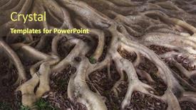  Presentation with mystery - Beautiful theme featuring old-mystery-roots-in-forest backdrop and a tawny brown colored foreground