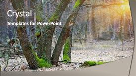  Presentation with oak forest - Slide deck having old oak tree in forest background and a tawny brown colored foreground