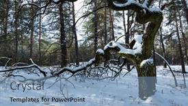  Presentation with oak forest - Beautiful theme featuring old-oak-tree-in-winter backdrop and a light blue colored foreground