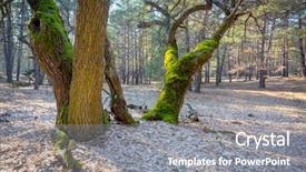  Presentation with oak forest - Slide set featuring old oak tree with green moss in forest background and a gray colored foreground