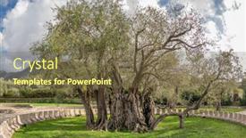  Presentation with olive tree - Presentation theme consisting of old-olive-tree-famous-tourist background and a tawny brown colored foreground