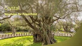  Presentation with olive tree - Slide deck consisting of old-olive-tree-famous-tourist background and a tawny brown colored foreground