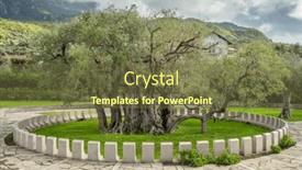  Presentation with olive tree - PPT theme enhanced with old-olive-tree-famous-tourist background and a tawny brown colored foreground