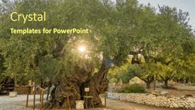  Presentation with olive tree - Presentation theme featuring old-olive-tree-famous-tourist background and a tawny brown colored foreground