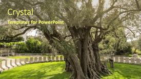  Presentation with olive tree - PPT layouts having old-olive-tree-famous-tourist and a tawny brown colored foreground