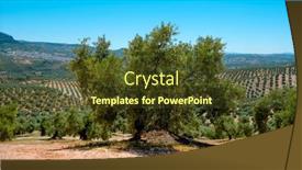  Presentation with olive tree - Slides with old-olive-tree background and a tawny brown colored foreground