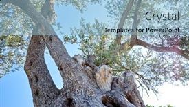  Presentation with olive trees - PPT theme featuring old-olive-trees-in-montenegro background and a light blue colored foreground