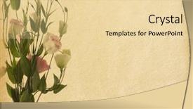  Presentation with old paper - Presentation theme consisting of old paper background with eustoma background and a blonde colored foreground