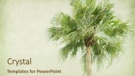  Presentation with pluma history old paper scroll - Cool new presentation theme with old paper background with palm backdrop and a  colored foreground