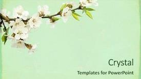  Presentation with green paper texture - Beautiful slide set featuring old paper of light green backdrop and a soft green colored foreground