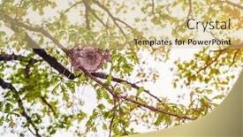  Presentation with oak tree - Cool new PPT theme with broken society - old paper wasp nest backdrop and a soft green colored foreground