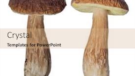  Presentation with mushrooms - Presentation consisting of old-penny-bun-mushrooms-isolated background and a coral colored foreground