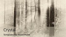  Presentation with photograph - Colorful slide set enhanced with old photograph - sunset in autumn forest retro backdrop and a mint green colored foreground