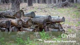  Presentation with forest company - PPT theme consisting of old pine logs in forest background and a seafoam green colored foreground