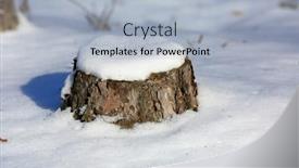 Presentation with pine forest - Audience pleasing PPT theme consisting of old-pine-stump-under-snow backdrop and a light blue colored foreground