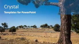  Presentation with old dry tree - Beautiful presentation featuring old-pine-tree-on-dry backdrop and a teal colored foreground