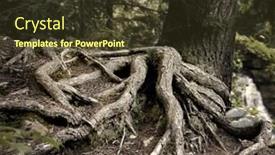  Presentation with tree roots - PPT theme consisting of old-pine-tree-roots background and a tawny brown colored foreground