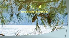  Presentation with beach - Colorful PPT layouts enhanced with old-pines-on-the-beach backdrop and a tawny brown colored foreground