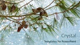 Presentation with beach - Theme enhanced with old-pines-on-the-beach background and a light blue colored foreground