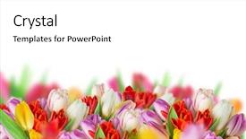  Presentation with blurred flowers - Amazing presentation theme having old pink - tulips over blurred green background backdrop and a white colored foreground