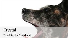  Presentation with old dog - PPT theme enhanced with old pitbull yawning with her background and a light gray colored foreground