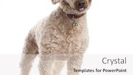  Presentation with poodle - PPT theme having old-poodle-10-years-old background and a light gray colored foreground
