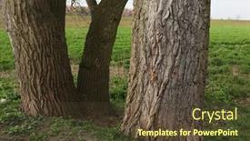  Presentation with czech republic - Amazing PPT theme having old-poplar-trunks-in-terezin backdrop and a tawny brown colored foreground