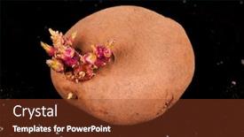  Presentation with soil - Audience pleasing presentation design consisting of old potato with sprouts in black soil backdrop and a tawny brown colored foreground