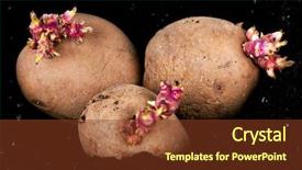  Presentation with soil - Colorful PPT theme enhanced with old-potatoes-with-sprouts backdrop and a tawny brown colored foreground