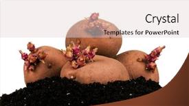  Presentation with seed - Audience pleasing presentation consisting of old potatoes with sprouts backdrop and a lemonade colored foreground