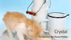  Presentation with hello kitty cute little kitten - Slides with old red kitten drinking milk background and a lemonade colored foreground