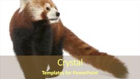  Presentation with red panda - Amazing presentation having old red panda or shining backdrop and a tawny brown colored foreground