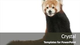  Presentation with red panda - Amazing presentation having old red panda or shining backdrop and a tawny brown colored foreground