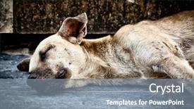  Presentation with old dog - Colorful presentation enhanced with hand with missing jigsaw puzzle backdrop and a  colored foreground.