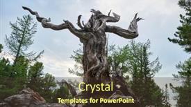  Presentation with pine forest - Presentation featuring old-siberian-pine-in-summer background and a tawny brown colored foreground