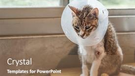  Presentation with sickness - Presentation theme featuring old sickness cat with elizabethan background and a violet colored foreground