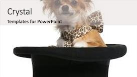  Presentation with top hat - Presentation theme enhanced with old sitting in top hat background and a light gray colored foreground