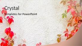  Presentation with plant tissue culture laboratory - Amazing presentation having old stones - red creeper plant backdrop and a white colored foreground