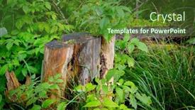  Presentation with green glass - Audience pleasing PPT theme consisting of old stump among green glass in forest backdrop and a tawny brown colored foreground