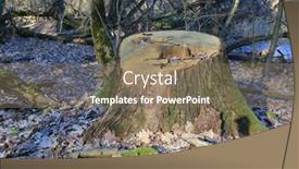  Presentation with oak forest - PPT theme with old-stump-from-an-oak background and a  colored foreground