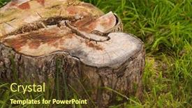  Presentation with green tree - Theme consisting of old-stump-of-a-tree background and a tawny brown colored foreground
