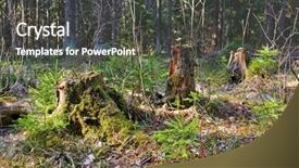  Presentation with moss - Cool new presentation theme with chinees food - fresh delicious hot and spicy backdrop and a tawny brown colored foreground