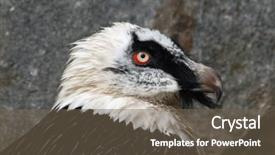  Presentation with keel billed toucan also known - Colorful slide set enhanced with old subcontinet - bearded vulture gypaetus barbatus also backdrop and a  colored foreground