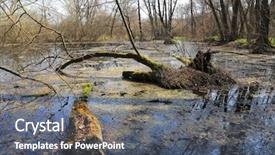  Presentation with swamp - Colorful slide deck enhanced with old swamp in deep forest backdrop and a gray colored foreground