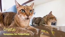  Presentation with mirror reflection - Beautiful presentation theme featuring old-tabby-cat-sit backdrop and a tawny brown colored foreground