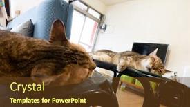  Presentation with mirror reflection - Presentation with old-tabby-cat-sit background and a tawny brown colored foreground