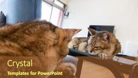  Presentation with mirror reflection - PPT theme enhanced with old-tabby-cat-sit background and a tawny brown colored foreground