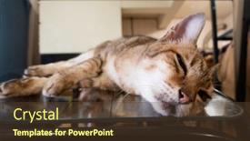  Presentation with mirror reflection - Slide set enhanced with old-tabby-cat-sit background and a tawny brown colored foreground