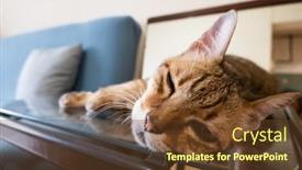  Presentation with mirror reflection - Theme enhanced with old-tabby-cat-sit background and a  colored foreground